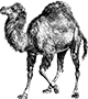 Perl